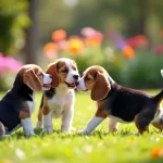 Beagle adoptieren: Dein Weg zu einem treuen Begleiter in Not!