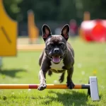 Entdecke die sportliche Seite der Französischen Bulldogge: Ein überraschender Blick auf diese charmante Rasse!