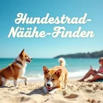 Entdecke den perfekten Hundestrand in der Nähe: Ihre besten Optionen für einen Tag am Wasser!